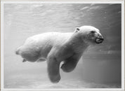 SWIMMING BEARS 1