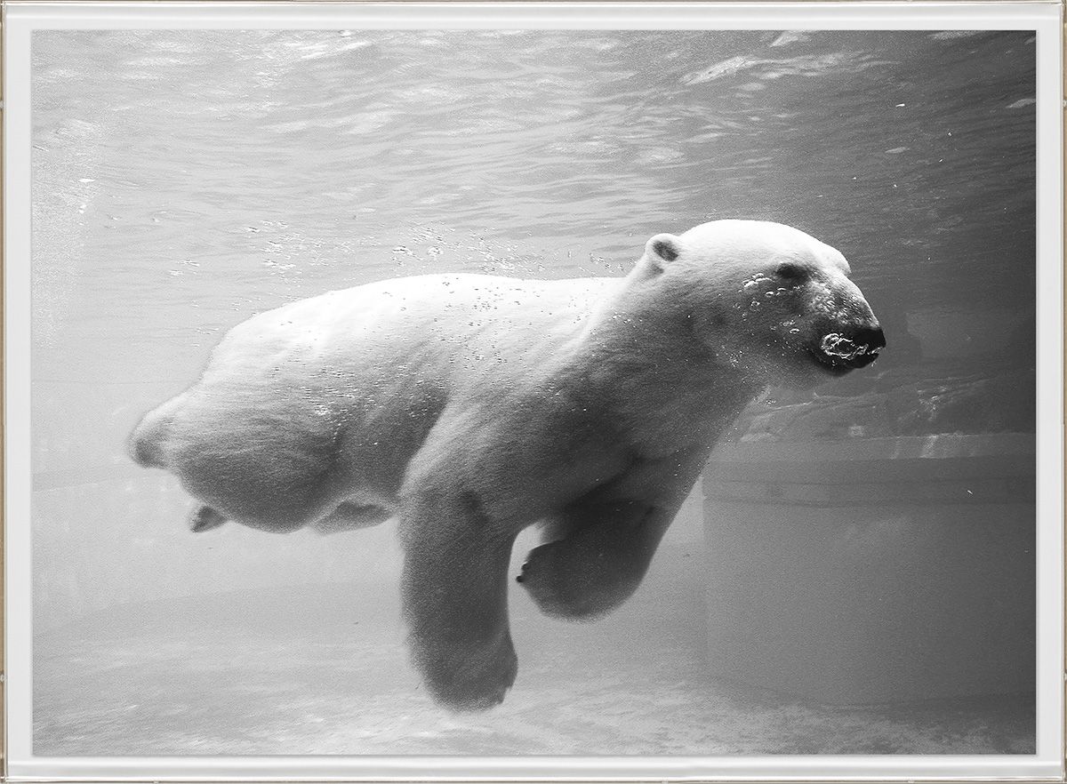 SWIMMING BEARS 1